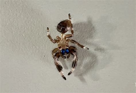 Do jumping spiders stop eating before molting?