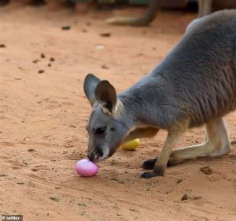 Do kangaroos lay eggs?