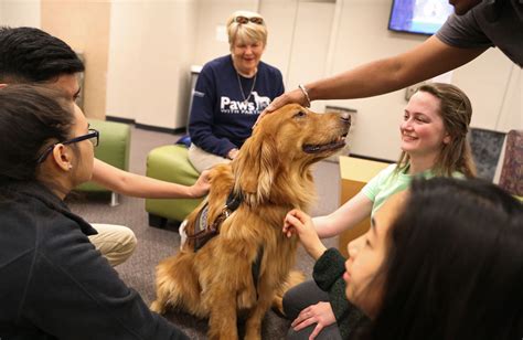 Do kids stress dogs?