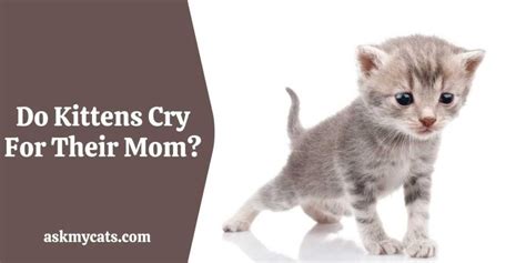 Do kittens cry for their mom?