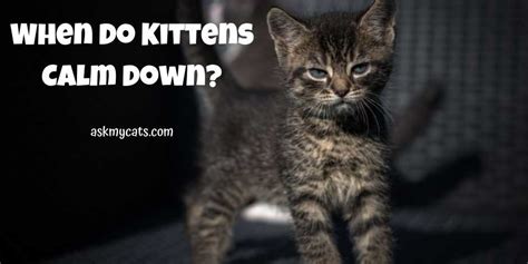 Do kittens get less hyper?