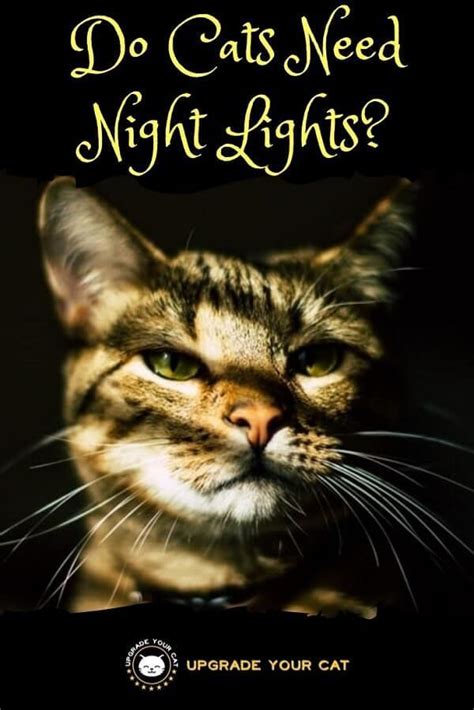 Do kittens need a night light?