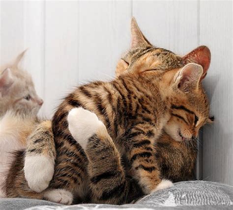 Do kittens need lots of cuddles?