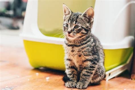 Do kittens poop after every feeding?