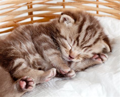 Do kittens sleep a lot?