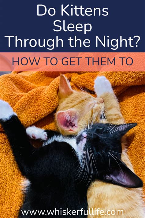 Do kittens sleep through the night?