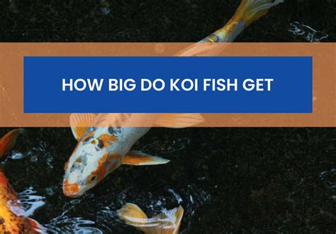 Do koi get fat?