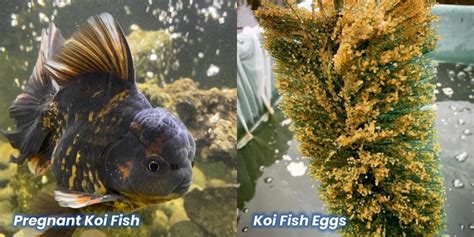 Do koi lay eggs?