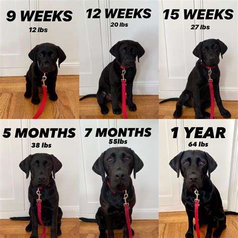 Do labs grow after 1 year?