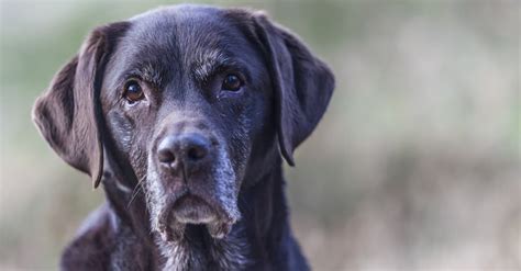 Do labs live to be 15?