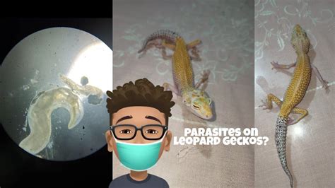 Do leopard geckos carry parasites?