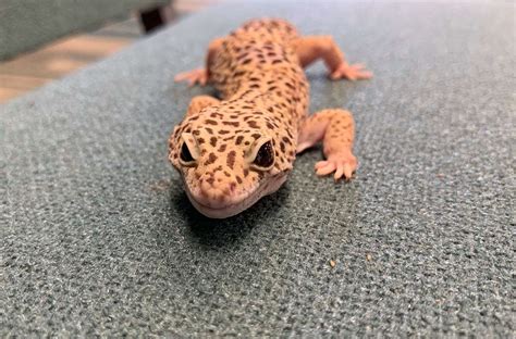 Do leopard geckos get lonely?