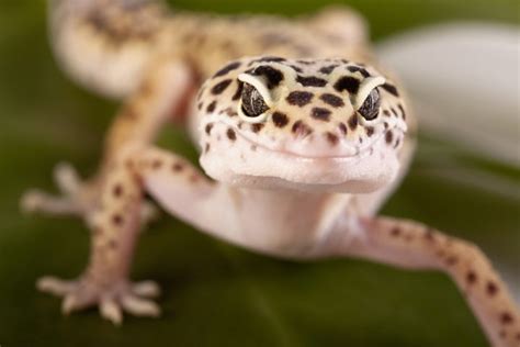 Do leopard geckos hurt you?