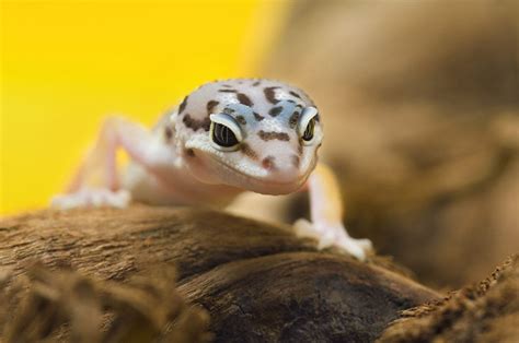 Do leopard geckos like to live alone?