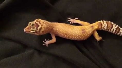 Do leopard geckos make noise?