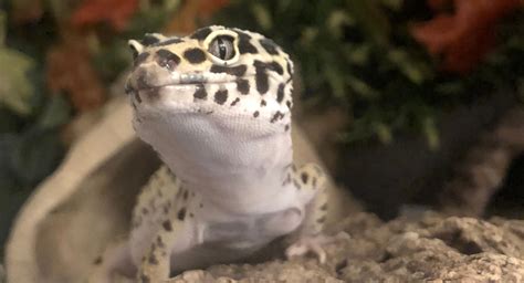 Do leopard geckos need UV?