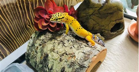 Do leopard geckos need rocks?