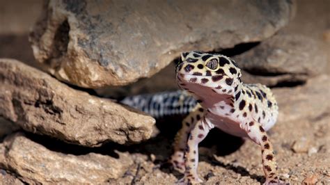 Do leopard geckos need sand?