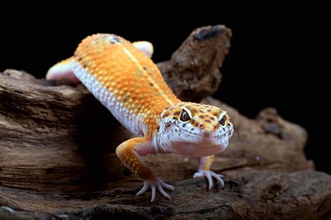 Do leopard geckos need sand or dirt?