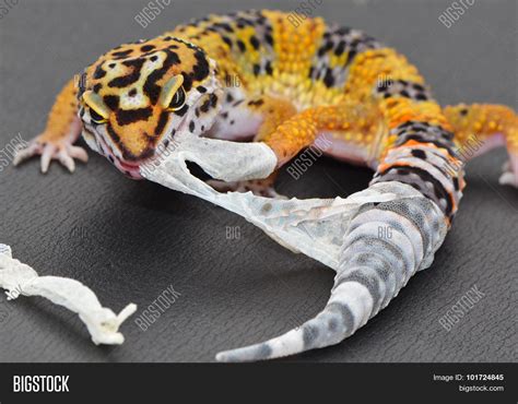 Do leopard geckos smell?