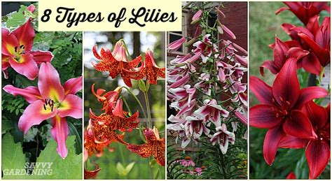 Do lilies always have 6 petals?