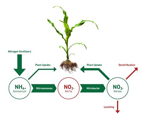 Do live plants increase ammonia?