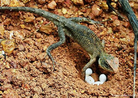 Do lizards lay eggs?