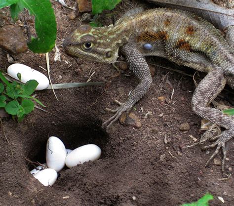 Do lizards lay non fertile eggs?