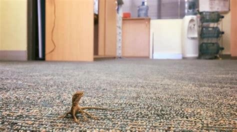 Do lizards make your room smell?