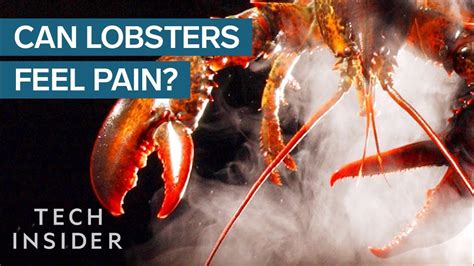 Do lobsters feel pain?
