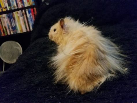 Do long haired Syrian hamsters need haircuts?