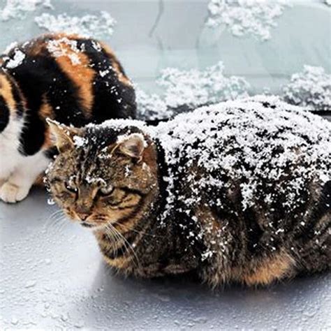 Do long haired cats stay warm in winter?