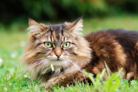 Do long-haired cats stay warmer than short haired cats?