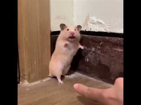 Do loud noises scare hamsters?