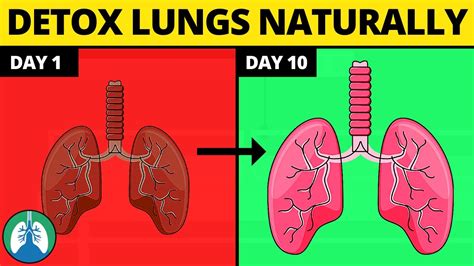 Do lungs regenerate fast?