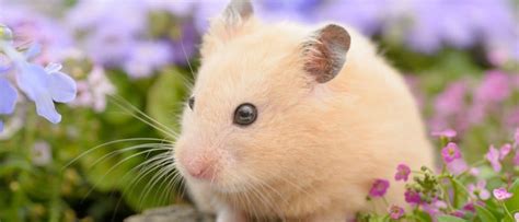Do male Syrian hamsters live longer?