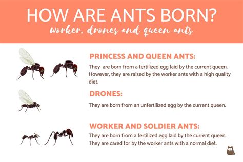 Do male ants have babies?