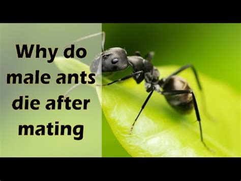 Do male ants have dads?