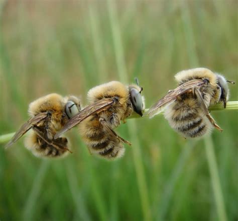 Do male bees sleep?