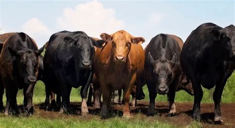 Do male bulls produce milk?