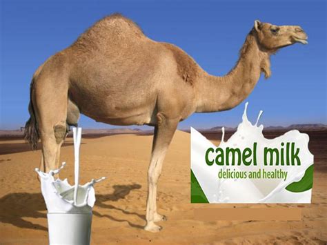 Do male camels give milk?