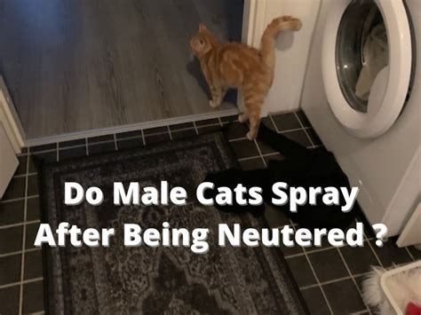 Do male cats eventually stop spraying?
