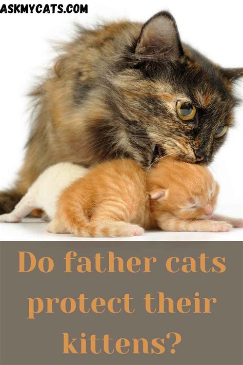 Do male cats know their kittens?