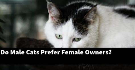 Do male cats prefer male or female owners?