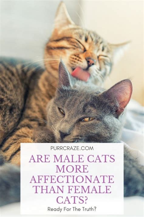 Do male cats purr more than females?