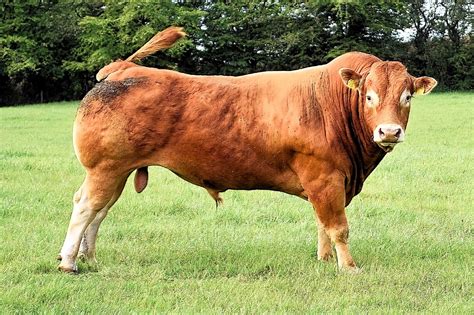 Do male cows exist?