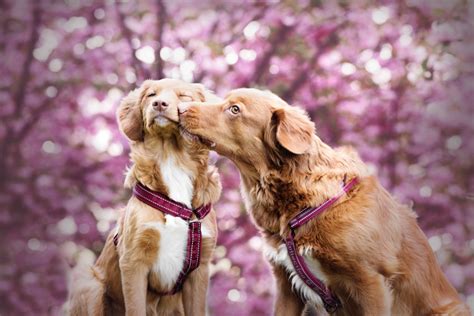 Do male dogs fall in love with female dogs?