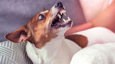 Do male dogs get more aggressive as they age?