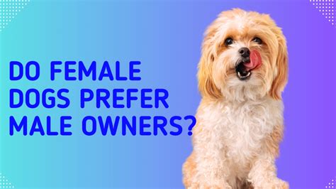 Do male dogs prefer male owners?