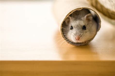 Do male hamsters smell?